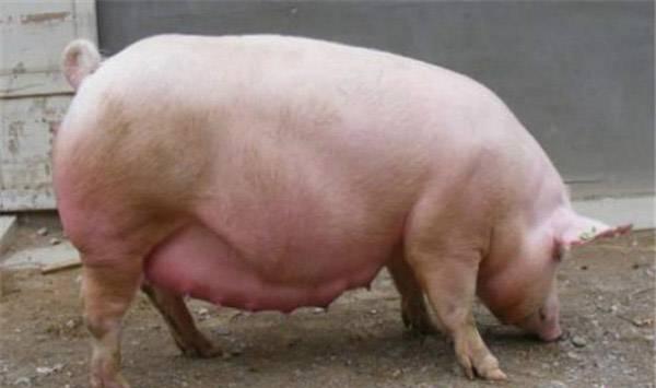 饲养哪个品种的猪好？这五个品种的猪养殖前景很不错！