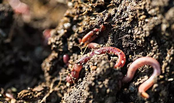 蚯蚓怎么养