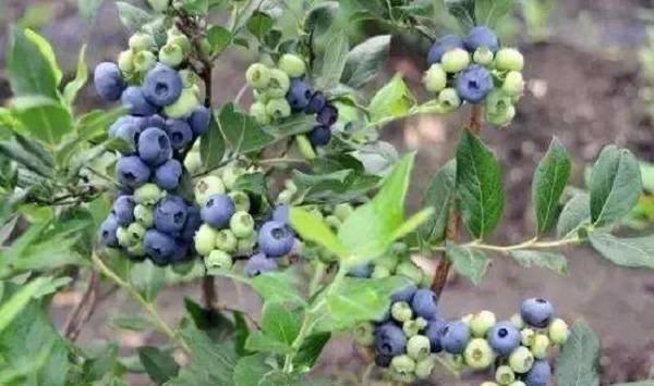 碱性土壤种植蓝莓的情况