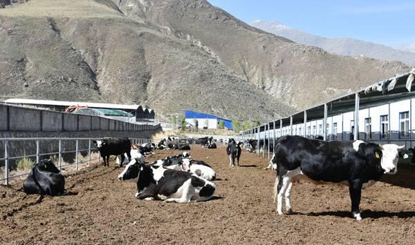 奶牛夜间管理要点，养牛户必看！