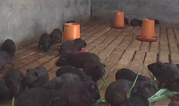 黑豚鼠的养殖技术与疾病防治详细资料