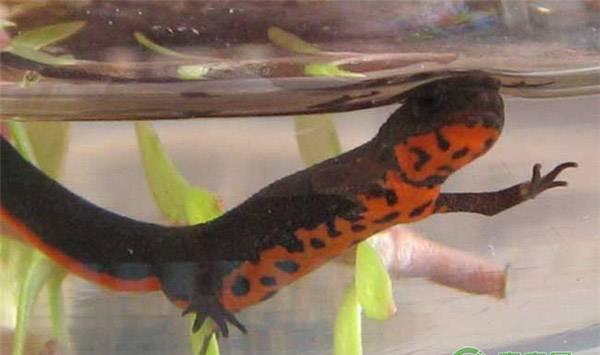 中华蝾螈喜欢吃什么？养殖中华蝾螈注意事项