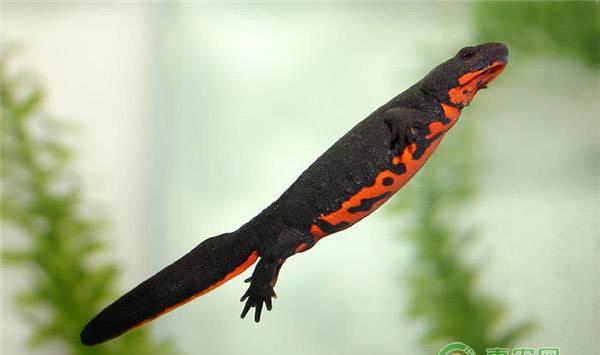 中华蝾螈喜欢吃什么？养殖中华蝾螈注意事项