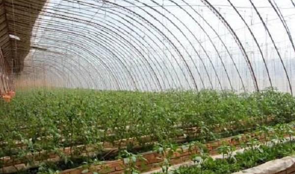 秋冬茬辣椒果实发育不良的原因