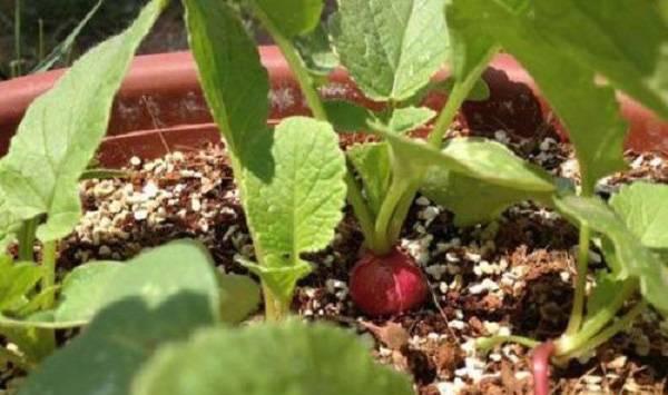 樱桃萝卜种植方法