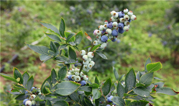 蓝莓栽种管理