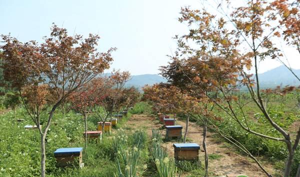 蜜蜂养殖大全