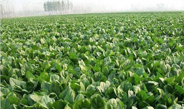 秋季种植菠菜如何提高产量？掌握这几点是关键！