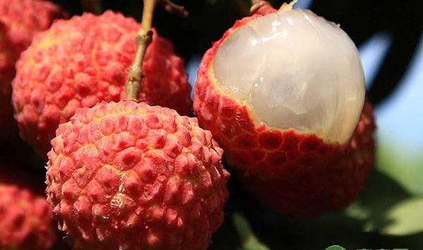 荔枝不同时期的施肥要点