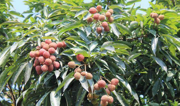 荔枝不同时期的施肥要点