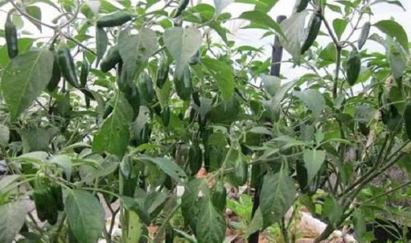 秋冬茬辣椒果实发育不良的解决方法
