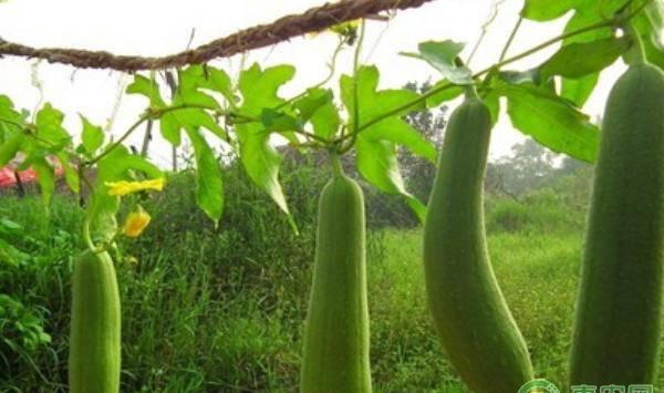 丝瓜高产大田管理技术和要点
