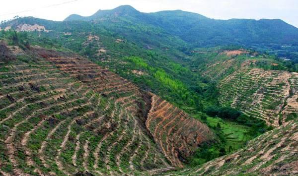 油茶整地管理