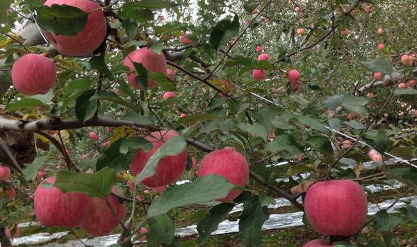 晚熟苹果注意事项