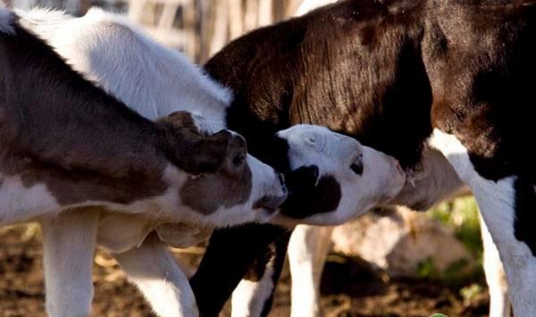 奶牛夜间管理要点，养牛户必看！