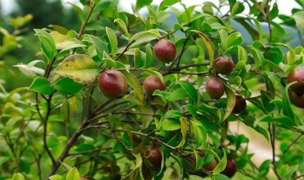 油茶落花落果是哪些因素导致的？