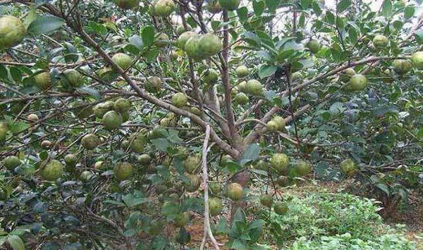 油茶落花落果是哪些因素导致的？