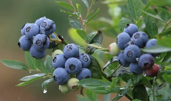 蓝莓怎样种植果子才甜？蓝莓几年结果？