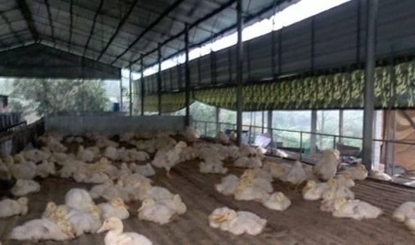 发酵床养鹅鹅舍