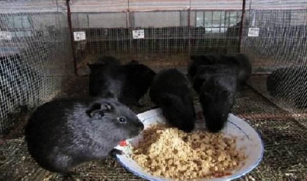 黑豚鼠的养殖要点