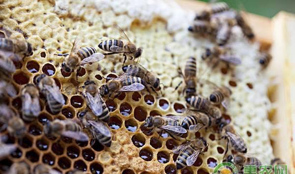 蜜蜂如何养殖？这四大技巧蜂农必看！