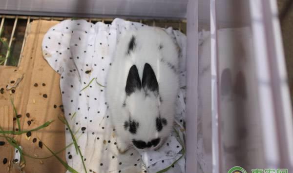 熊猫兔幼崽怎么养？看完就是专家！