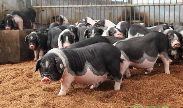 饲养哪个品种的猪好？这五个品种的猪养殖前景很不错！