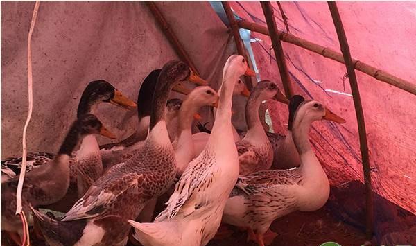 养鸭关键技术，这五个要点农户得掌握！