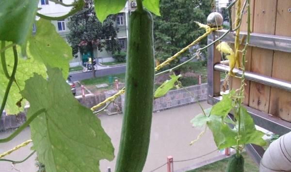 丝瓜高产大田管理技术和要点