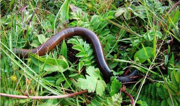 红蚯蚓的养殖技术