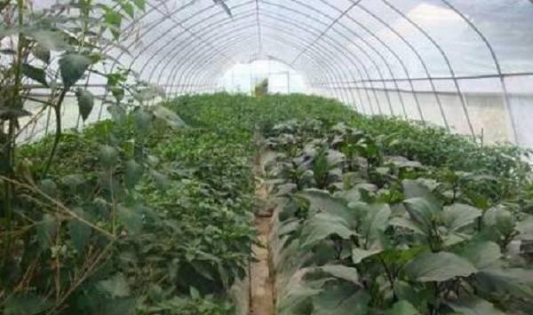 霜降蔬菜管理要点