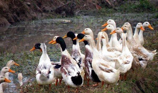 生态养鸭五种模式