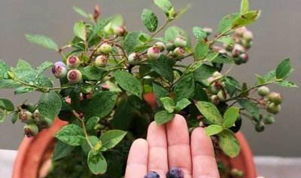 蓝莓露台盆栽技术
