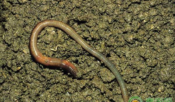 红蚯蚓的养殖技术