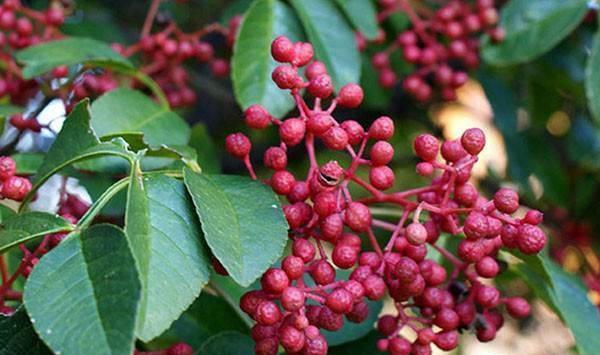 花椒树修剪方法