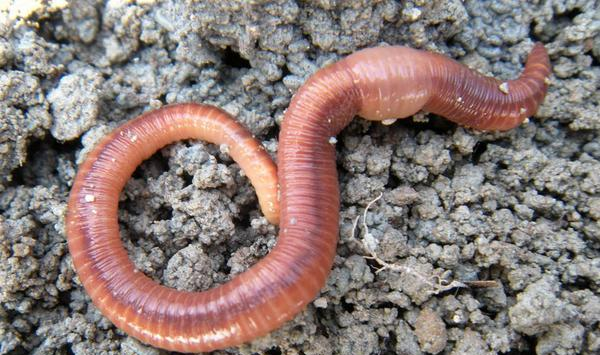 青蚯蚓和红蚯蚓养殖技术一样吗