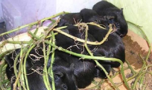 黑豚鼠的养殖方法