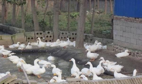 养鸭防病技术
