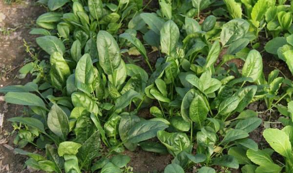秋季种植菠菜如何提高产量？掌握这几点是关键！