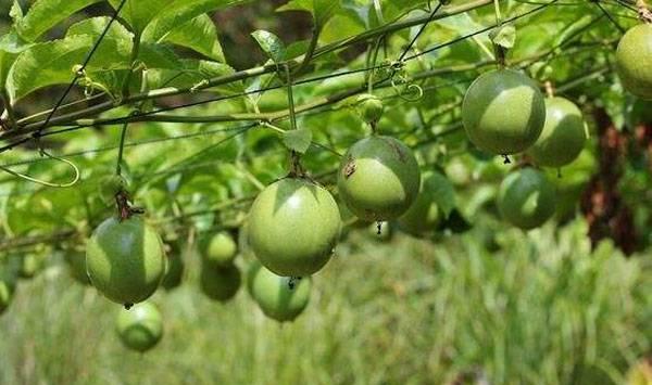 百香果高产种植方法