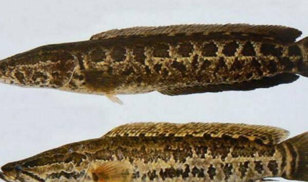 黑鱼的养殖技术，想养好黑鱼得牢记这五要点！