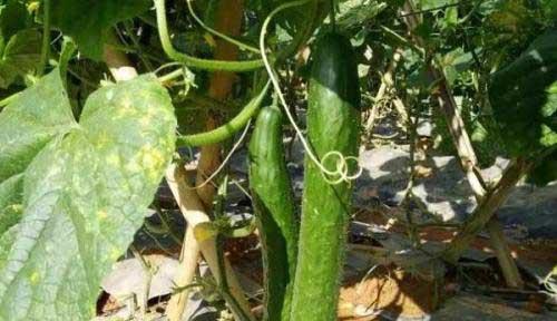 冬天阳台黄瓜的种植技术