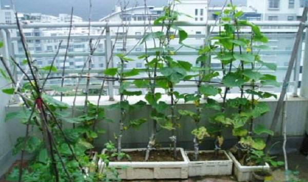 阳台黄瓜种植技术