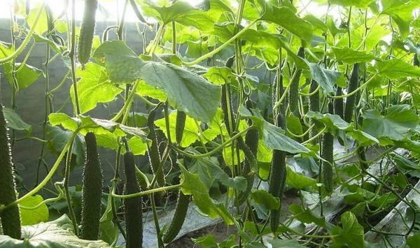 黄瓜种植栽培管理