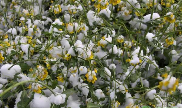 小雪前后油菜的田间管理要点
