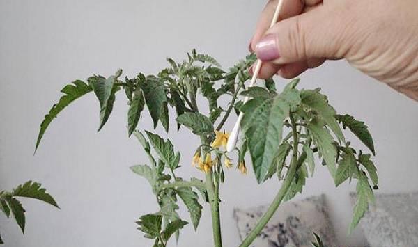 阳台盆栽番茄种植方法