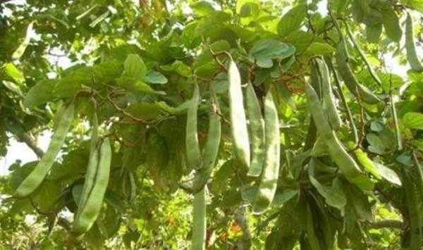 刀豆种植方法及管理要点