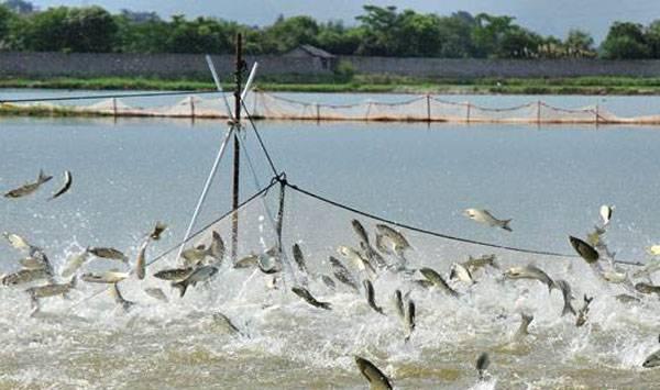 11月份水产管理