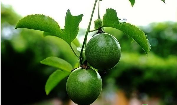 百香果种植方法