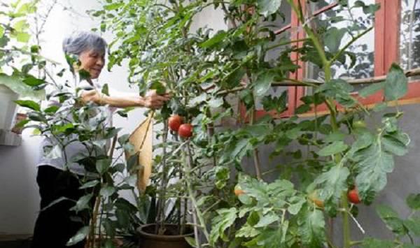 阳台盆栽番茄种植技巧